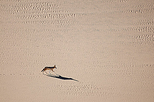 黑背狐狼,黑背豺,跑,沙丘,纳米比诺克陆夫国家公园,纳米比亚