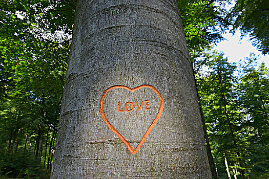 心形,雕刻,山毛榉树,树干,施佩萨特,巴伐利亚,德国,欧洲