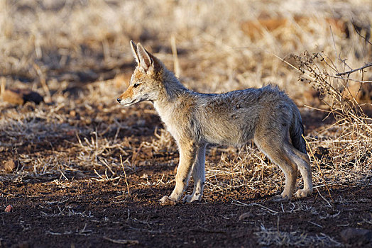 黑背狐狼,幼兽,看,环境,克鲁格国家公园,南非,非洲