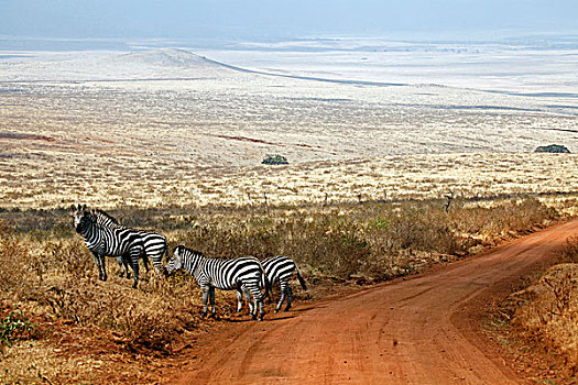 坦桑尼亚,恩戈罗恩戈罗火山口,斑马