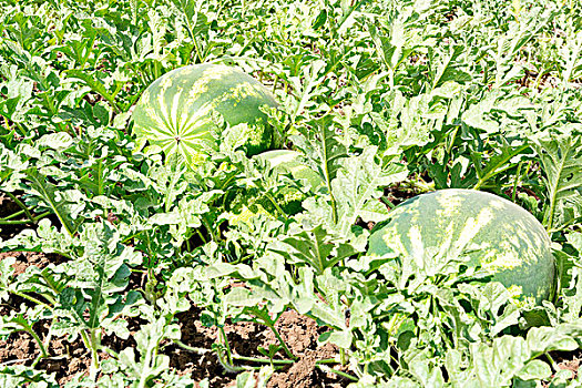西瓜,农作物