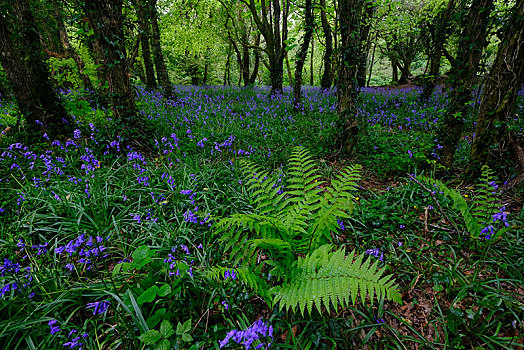 树林,蕨类,花,普通,野风信子,蓝铃花,康沃尔,英格兰,英国