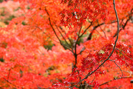 日本京都东福寺