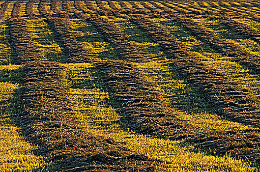 排,切削,干草,山谷,不列颠哥伦比亚省,加拿大