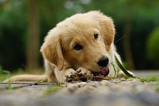 金毛幼犬