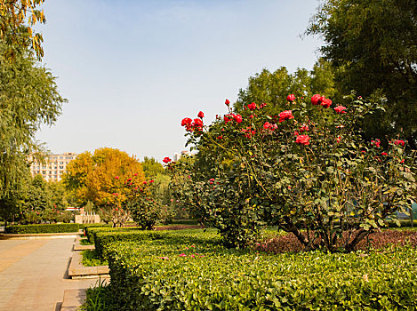 石家庄市,月季公园