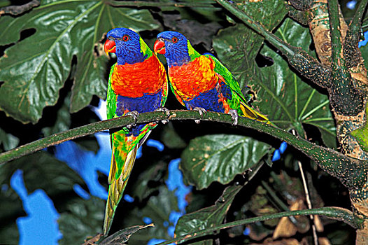 彩虹,彩虹鹦鹉,一对,站立,枝条,澳大利亚