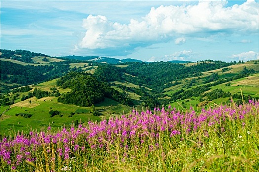 风景,喀尔巴阡山脉,杂草
