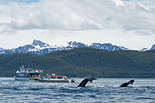 游客,游船,看,驼背鲸,闲适,灯塔,东南阿拉斯加,夏天