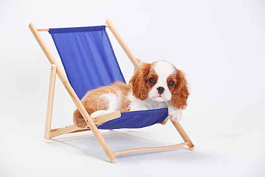 查尔斯王犬,小狗,布伦海姆,卧,蓝色,折叠躺椅,白色背景