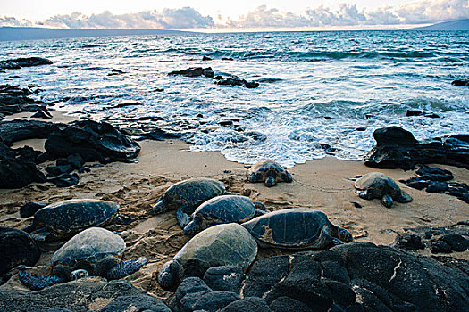 群,绿海,海龟,海滩,毛伊岛,夏威夷