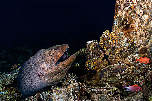 巨大,海鳗,裸胸鳝属,礁石,红海,埃及,非洲