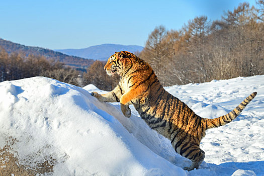 林海雪原东北虎