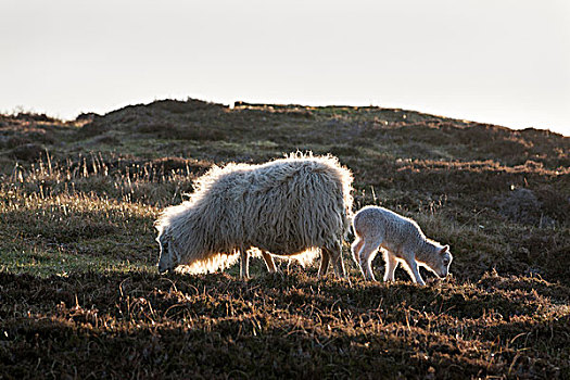 设得兰群岛,绵羊,传统,北方,岛,苏格兰