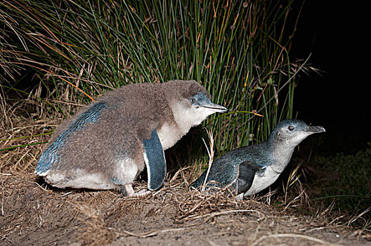 小蓝企鹅,幼禽,塔斯马尼亚,澳大利亚