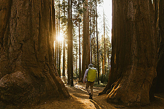 远足,美洲杉,树,红杉国家公园,加利福尼亚,美国