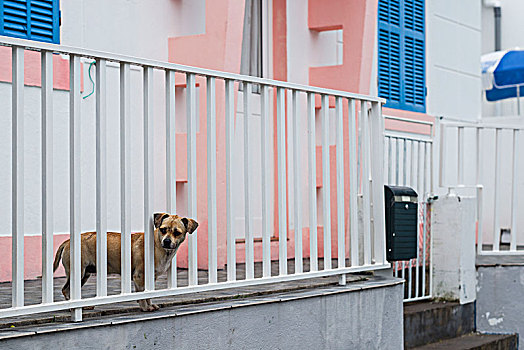 葡萄牙,亚速尔群岛,皮库岛,小狗