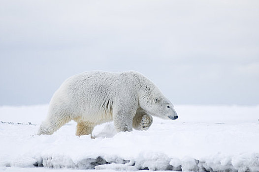 北极熊,母熊,走,冰冻,向上,区域,北极圈,国家野生动植物保护区,阿拉斯加
