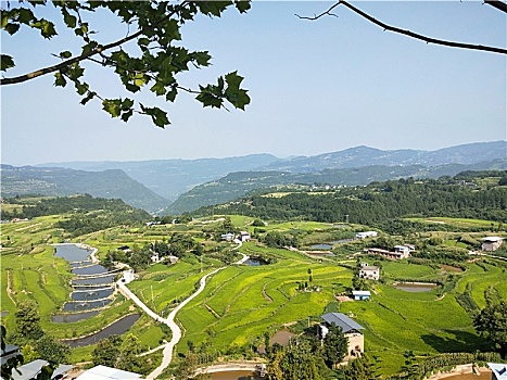 生活,花卉,农村,农业