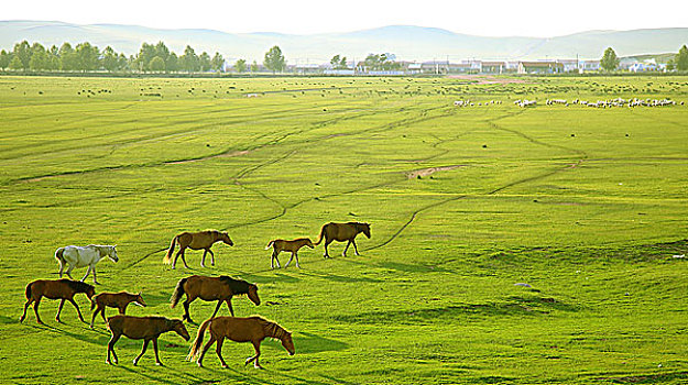 草原上日落归家的马群