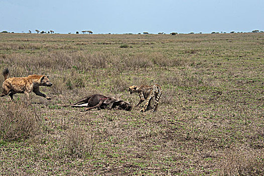 斑鬣狗,追逐,印度豹,猎豹,蓝角马,角马,杀,恩戈罗恩戈罗,保护区,坦桑尼亚