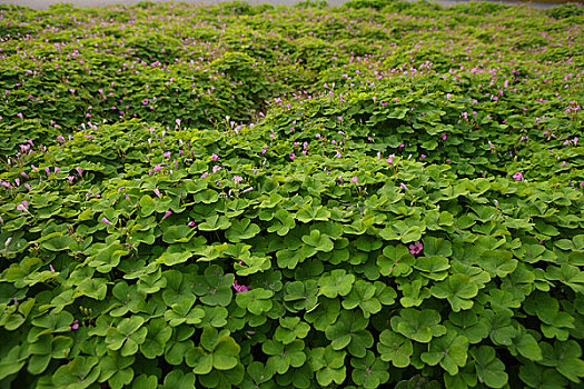 植物