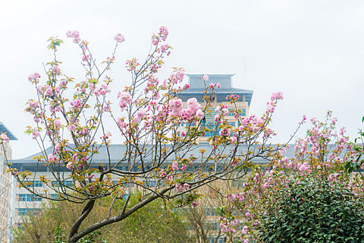 樱花公园的樱花树