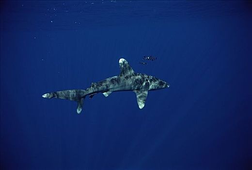 远洋白鰭鯊,长鳍真鲨,共生,夏威夷