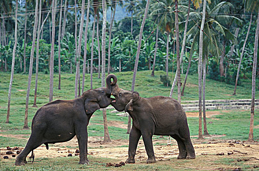 斯里兰卡,大象,玩,品纳维拉,大象孤儿院,靠近