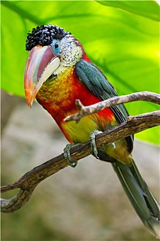 热带鸟