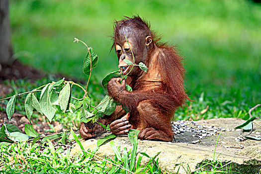 猩猩,吃,年轻,新加坡,亚洲