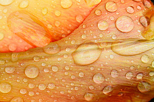 特写,雨,水滴,橙色,郁金香,花瓣