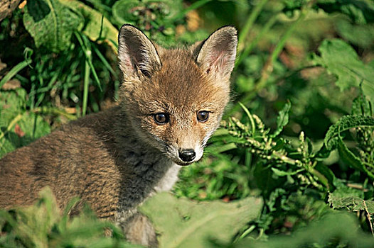红狐,狐属,幼仔,站立,草,诺曼底