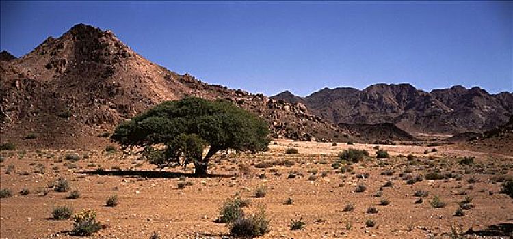 树,干燥地带,北开普,南非