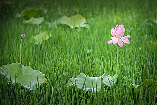 夏雨荷