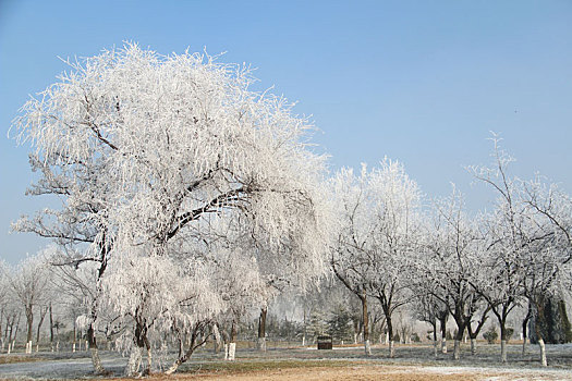 冰花,极寒,雾凇,冰结