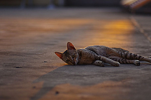 夕阳下的猫
