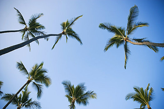 棕榈树,湾,海滩,公园,夏威夷大岛,夏威夷