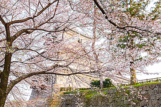 樱花,金泽,城堡,公园,石川,日本