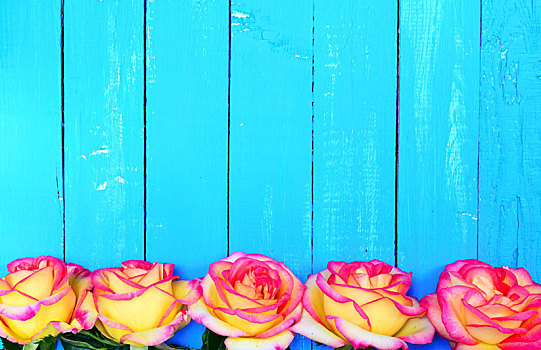 五个,芽,黄色,玫瑰,蓝色,木质背景