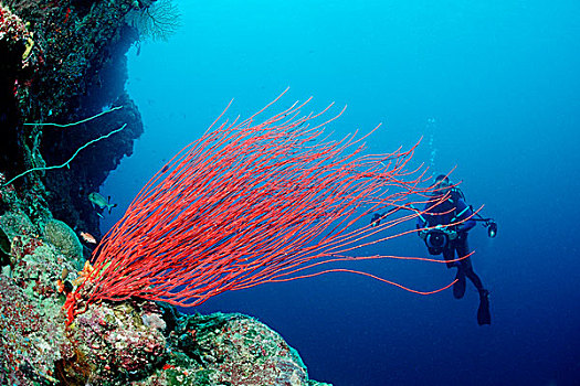 潜水,红色,珊瑚,贝劳,密克罗尼西亚,太平洋