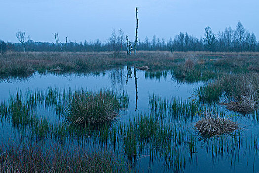 荷兰,湿地,自然保护区,黄昏,欧洲