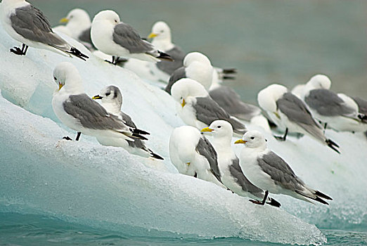 挪威,斯瓦尔巴群岛,斯匹次卑尔根岛,黑脚三趾鸥,三趾鸥,成群,休息,浮冰,南方,夏天