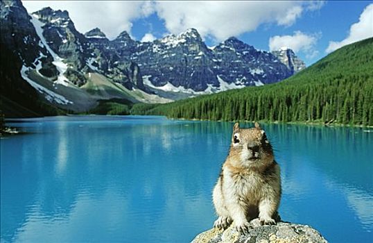 囊地鼠,正面,冰碛湖,班芙国家公园,艾伯塔省,加拿大,北美