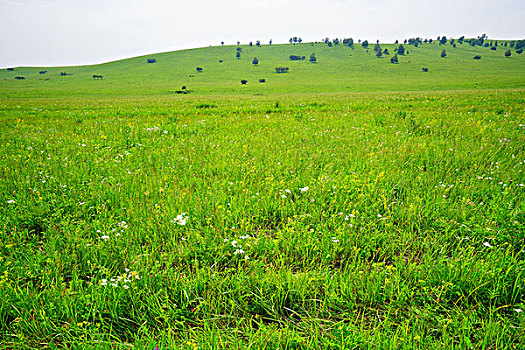 草原,牧场,绿草,旷野,高原