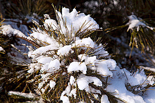 大雪后松针上的白色雾凇特写