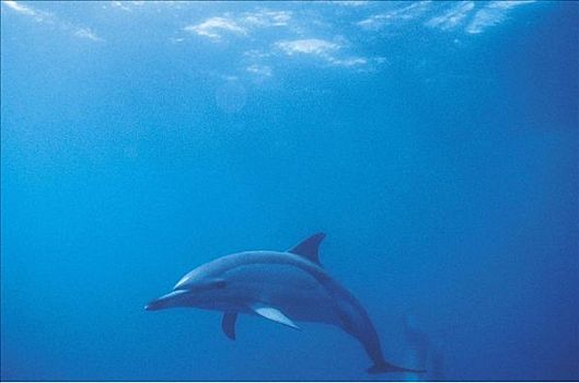 常见海豚,真海豚,海洋生物,哺乳动物,亚速尔群岛,大西洋,水下,葡萄牙,动物