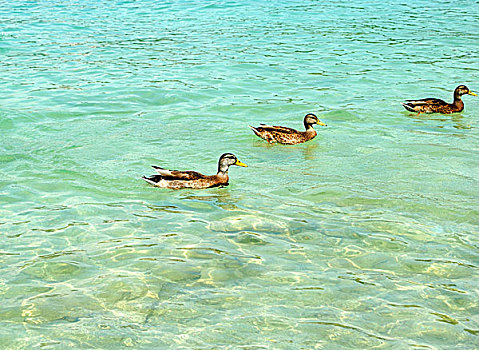 三个,鸭子,游泳,鲜明,水,湖