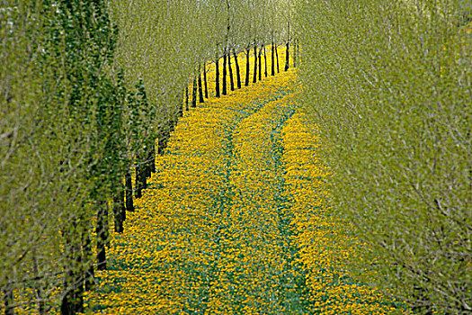 树林,道路,黄花,春天,荷兰