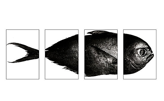 高,对比,图像,天使,铜盆鱼,鱼,四个,局部,白色,背景